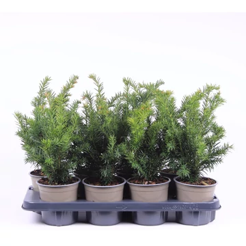 Taxus baccata 'Repandens' - terülő tiszafa - CS13