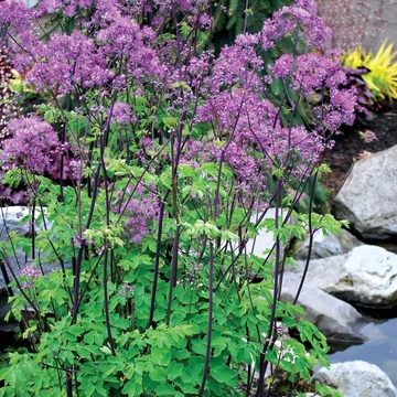 Thalictrum aquilegifolium 'Black Stockings' - borkóró - CS15