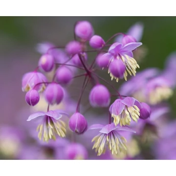 Thalictrum delavayi - szárnyastermésű borkóró - CS11