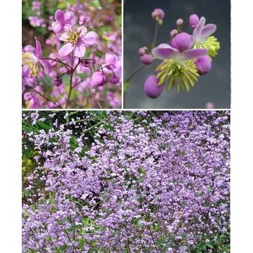 Thalictrum rochebrunianum - mezei borkóró - CS11