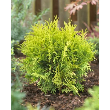 Thuja occidentalis 'Golden Globe' - arany tuja - CS15