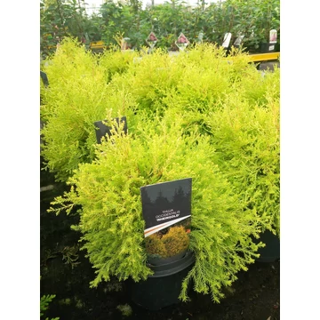Thuja occidentalis 'Rheingold' - nyugati tuja - CS19
