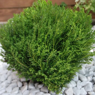 Thuja occidentalis 'Teddy' - törpe gömbtuja - CS13