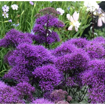 Trachelium caeruleum 'Pandora' - cérnakürt - CS14