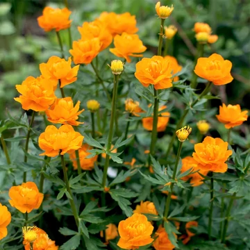 Trollius chinensis 'Golden Queen' - kínai zergeboglár - CS12