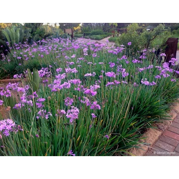 Tulbaghia violacea - fokföldi csillagvirág - CS17