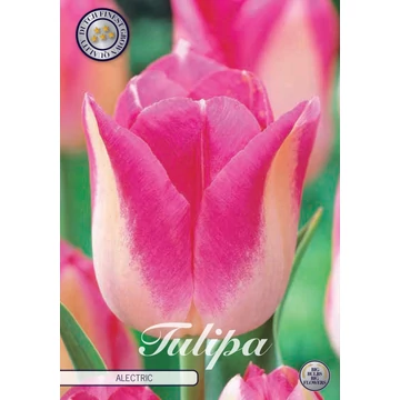 Tulipa 'Infinity Alectric' - tulipán, 10db/cs