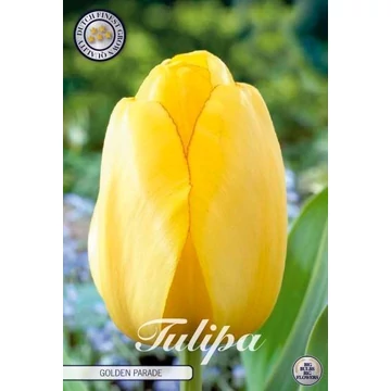 Tulipa 'Golden Parade' - tulipán, 10db/cs