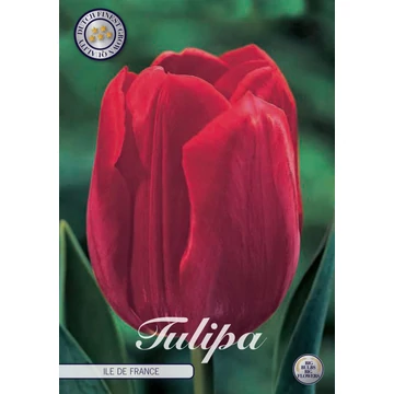 Tulipa 'Ile de France' - tulipán, 10db/cs