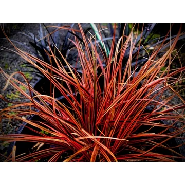 Uncinia rubra 'Everflame' - horogfű - CS14