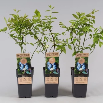 Vaccinium corymbosum 'Brigitta Blue' - öntermő áfonya - CS13