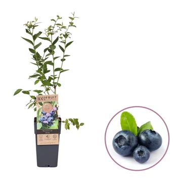 Vaccinium corymbosum 'Jersey' - nem öntermő áfonya - CS15