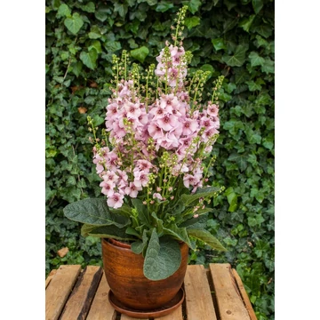 Verbascum 'Rosie' - molyhos ökörfarkkóró - CS14