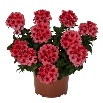 Verbena hybrida 'Empress Flair Salmon' - verbéna - CS12