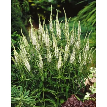 Veronica spicata 'Alba' - macskafarkú veronika - CS11
