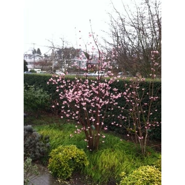 Viburnum bodnantense 'Charles Lamont' - kikeleti bangita - CS19