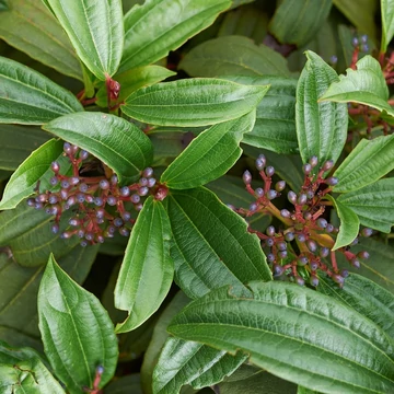 Viburnum davidii - törpe bangita - CS17