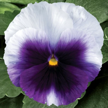 Viola wittrockiana 'Beaconsfield' - árvácska - CS9