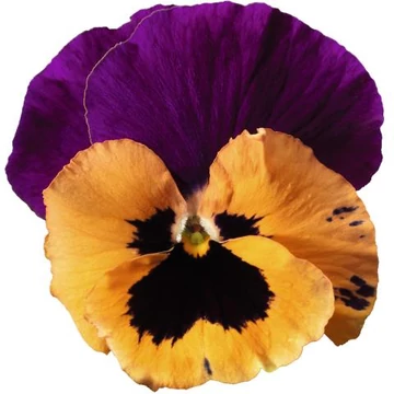 Viola wittrockiana 'Orange Queen'  - árvácska - CS9