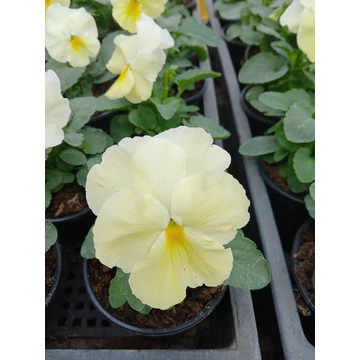 Viola wittrockiana 'Primrose'  - árvácska - CS9