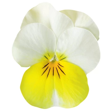 Viola cornuta 'Rocky Sunny Side Up'  - mini virágú árvácska - CS9