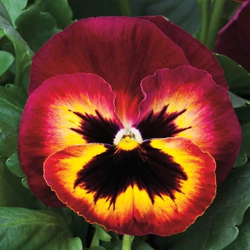 Viola wittrockiana 'Sangria Punch'  - árvácska - CS9