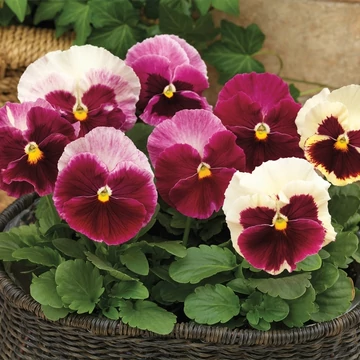 Viola wittrockiana 'Srawberry Cream'  - árvácska - CS9