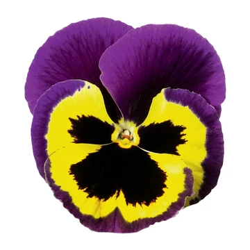 Viola wittrockiana 'Violet&Yellow'  - árvácska - CS9