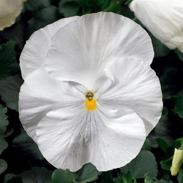 Viola wittrockiana 'Colossus White'  - árvácska - CS9