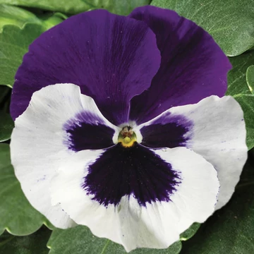 Viola wittrockiana 'Colossus White with Purple Wing'  - árvácska - CS9