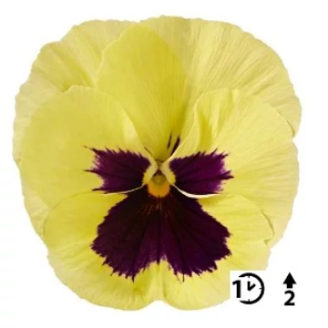 Viola wittrockiana 'Lemon with Blotch'  - árvácska - CS9