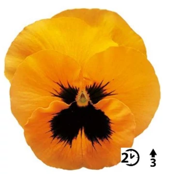Viola wittrockiana 'Orange with Blotch'  - árvácska - CS9