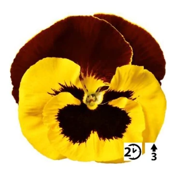 Viola wittrockiana 'Yellow with Red Wing'  - árvácska - CS9
