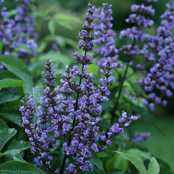 Vitex agnus 'Castus' - barátcserje - CS19