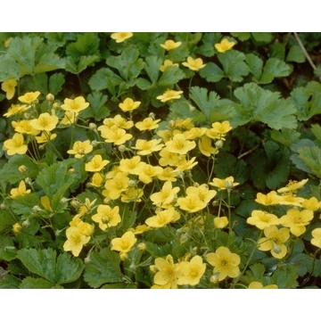 Waldsteinia ternata - indás berki pimpó - CS12