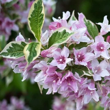 Weigela florida 'Nana variegata' - rózsalonc - CS17