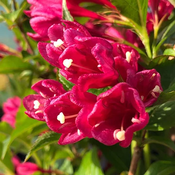 Weigela florida 'Big Love'- rózsalonc - CS14