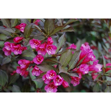 Weigela florida 'Nana Purpurea'- rózsalonc - CS14