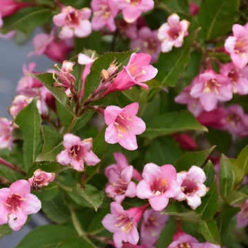 Weigela florida 'Minuet' - rózsalonc - CS17
