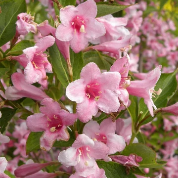 Weigela florida 'Pink Princess'- rózsalonc - CS14
