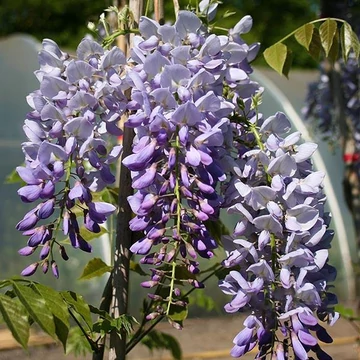 Wisteria sinensis 'Prolific' - kínai lila akác - CS15