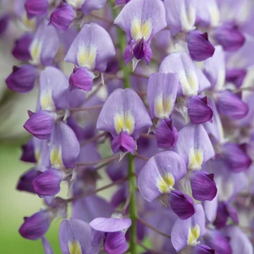 Wisteria floribunda 'Prolific' - japán lila akác - CS15