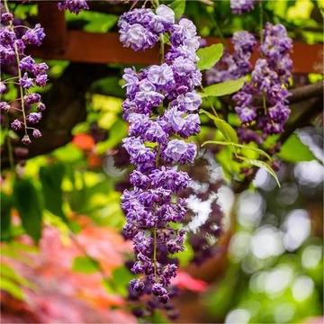 Wisteria floribunda 'Black Dragon' - japán lila akác - CS15