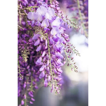 Wisteria floribunda 'Naga Noda' - japán lila akác - CS15