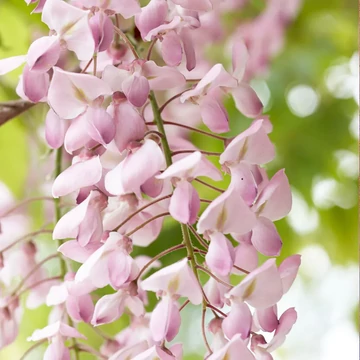 Wisteria floribunda 'Rosea' - japán rózsaszín akác - CS15