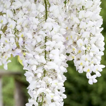 Wisteria floribunda 'Prolific' - japán fehér akác - CS15