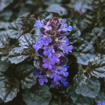 Ajuga reptans 'Braunherz' – indás ínfű – CS12
