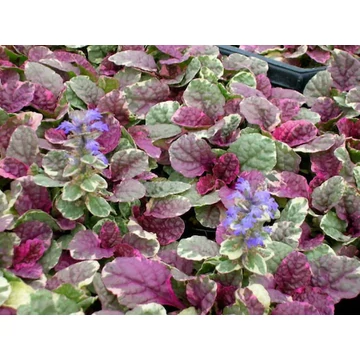 Ajuga reptans 'Burgundy Glow'– indás ínfű – CS12