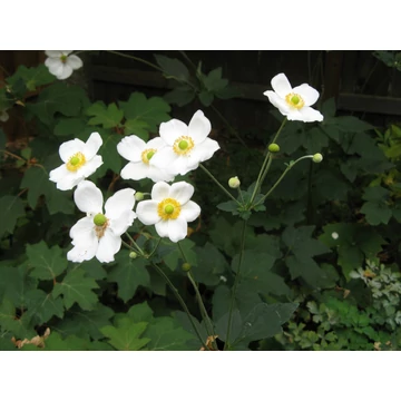 Anemone hybrida 'Honorine Jobert' - szellőrózsa - CS11