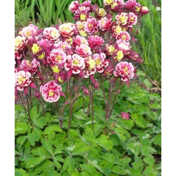 Aquilegia vulgaris 'Winky Double Red & White' - harangláb - CS12